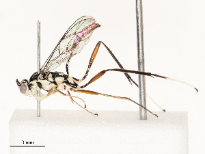  (cryptJanzen01 Malaise9982 - CBG-B12660-B07)  @11 [ ] CreativeCommons - Attribution Share - Alike (2025) CBG Photography Group Centre for Biodiversity Genomics