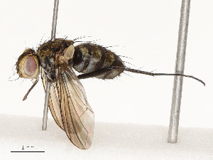  ( - CBG-B12660-G02)  @11 [ ] CreativeCommons - Attribution Share - Alike (2025) CBG Photography Group Centre for Biodiversity Genomics