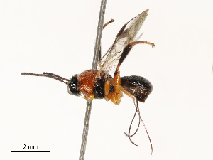  ( - CBG-B12660-H08)  @11 [ ] CreativeCommons - Attribution Share - Alike (2025) CBG Photography Group Centre for Biodiversity Genomics