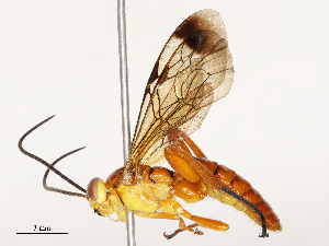  ( - CBG-B12661-A08)  @11 [ ] CreativeCommons - Attribution Share - Alike (2025) CBG Photography Group Centre for Biodiversity Genomics