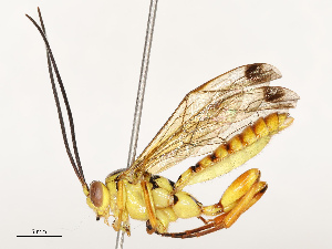  ( - CBG-B12661-A10)  @11 [ ] CreativeCommons - Attribution Share - Alike (2025) CBG Photography Group Centre for Biodiversity Genomics
