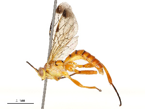  ( - CBG-B12661-C06)  @11 [ ] CreativeCommons - Attribution Share - Alike (2025) CBG Photography Group Centre for Biodiversity Genomics