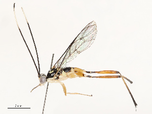  ( - CBG-B12661-D10)  @11 [ ] CreativeCommons - Attribution Share - Alike (2025) CBG Photography Group Centre for Biodiversity Genomics