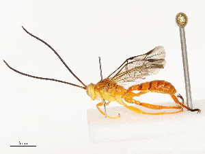  ( - CBG-B12661-E02)  @11 [ ] CreativeCommons - Attribution Share - Alike (2025) CBG Photography Group Centre for Biodiversity Genomics