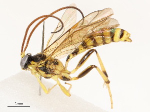  ( - CBG-B12661-G05)  @11 [ ] CreativeCommons - Attribution Share - Alike (2025) CBG Photography Group Centre for Biodiversity Genomics