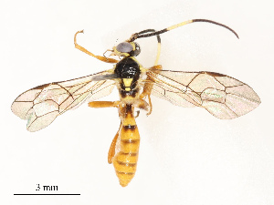  ( - CBG-B12664-E08)  @11 [ ] CreativeCommons - Attribution Share - Alike (2025) CBG Photography Group Centre for Biodiversity Genomics
