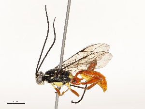  (Carinodes Malaise8114 - CBG-B12664-F01)  @11 [ ] CreativeCommons - Attribution Share - Alike (2025) CBG Photography Group Centre for Biodiversity Genomics