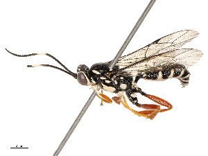  (Carinodes Malaise3430 - CBG-B12664-F04)  @11 [ ] CreativeCommons - Attribution Share - Alike (2025) CBG Photography Group Centre for Biodiversity Genomics