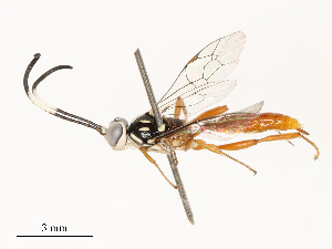  ( - CBG-B12664-H08)  @11 [ ] CreativeCommons - Attribution Share - Alike (2025) CBG Photography Group Centre for Biodiversity Genomics