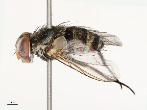  ( - CBG-B12668-A06)  @11 [ ] CreativeCommons - Attribution Share - Alike (2025) CBG Photography Group Centre for Biodiversity Genomics