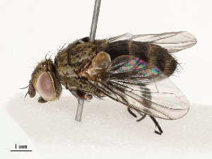  ( - CBG-B12668-H04)  @11 [ ] CreativeCommons - Attribution Share - Alike (2025) CBG Photography Group Centre for Biodiversity Genomics