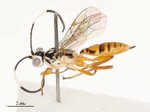  (ichneuMalaise01 Malaise4861 - CBG-B12669-C05)  @11 [ ] CreativeCommons - Attribution Share - Alike (2025) CBG Photography Group Centre for Biodiversity Genomics