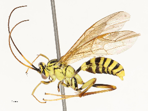  ( - CBG-B12671-B04)  @11 [ ] CreativeCommons - Attribution Share - Alike (2025) CBG Photography Group Centre for Biodiversity Genomics