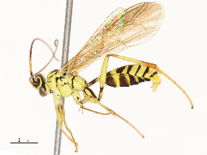  ( - CBG-B12671-C12)  @11 [ ] CreativeCommons - Attribution Share - Alike (2025) CBG Photography Group Centre for Biodiversity Genomics