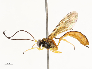  (Dusona INB-609 - CBG-B12671-F01)  @11 [ ] CreativeCommons - Attribution Share - Alike (2025) CBG Photography Group Centre for Biodiversity Genomics