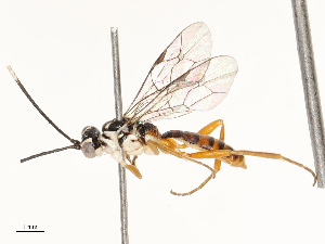  ( - CBG-B12673-B06)  @11 [ ] CreativeCommons - Attribution Share - Alike (2025) CBG Photography Group Centre for Biodiversity Genomics