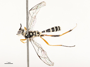  ( - CBG-B12674-C08)  @11 [ ] CreativeCommons - Attribution Share - Alike (2025) CBG Photography Group Centre for Biodiversity Genomics
