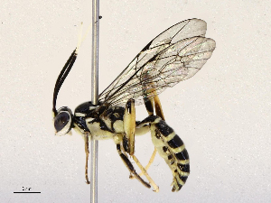  ( - CBG-B12675-D10)  @11 [ ] CreativeCommons - Attribution Share - Alike (2025) CBG Photography Group Centre for Biodiversity Genomics