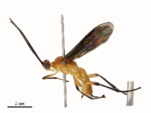  ( - CBG-B12675-E04)  @11 [ ] CreativeCommons - Attribution Share - Alike (2025) CBG Photography Group Centre for Biodiversity Genomics