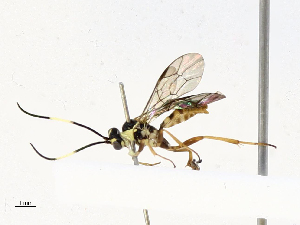  ( - CBG-B12676-A05)  @11 [ ] CreativeCommons - Attribution Share - Alike (2025) CBG Photography Group Centre for Biodiversity Genomics