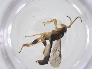  ( - CBG-B12684-F02)  @11 [ ] CreativeCommons - Attribution Share - Alike (2025) Centre for Biodiversity Genomics Centre for Biodiversity Genomics