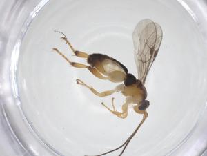  ( - CBG-B12684-F12)  @11 [ ] CreativeCommons - Attribution Share - Alike (2025) Centre for Biodiversity Genomics Centre for Biodiversity Genomics