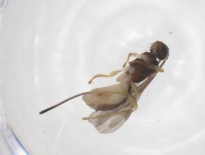  ( - CBG-B12724-G11)  @11 [ ] CreativeCommons - Attribution Share - Alike (2025) Centre for Biodiversity Genomics Centre for Biodiversity Genomics