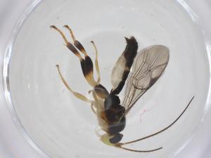  ( - CBG-B12726-C04)  @11 [ ] CreativeCommons - Attribution Share - Alike (2025) Centre for Biodiversity Genomics Centre for Biodiversity Genomics