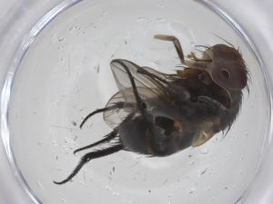  ( - CBG-B12726-E06)  @11 [ ] CreativeCommons - Attribution Share - Alike (2025) Centre for Biodiversity Genomics Centre for Biodiversity Genomics