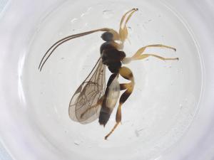  ( - CBG-B12757-A10)  @11 [ ] CreativeCommons - Attribution Share - Alike (2025) Centre for Biodiversity Genomics Centre for Biodiversity Genomics