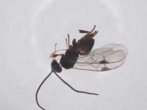  (Apanteles Rodriguez177 - CBG-B12758-C10)  @11 [ ] CreativeCommons - Attribution Share - Alike (2025) Centre for Biodiversity Genomics Centre for Biodiversity Genomics