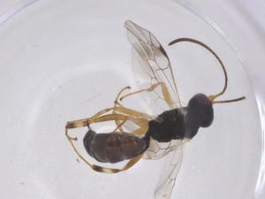  ( - CBG-B12758-D11)  @11 [ ] CreativeCommons - Attribution Share - Alike (2025) Centre for Biodiversity Genomics Centre for Biodiversity Genomics