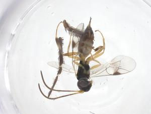  ( - CBG-B13173-G01)  @11 [ ] CreativeCommons - Attribution Share - Alike (2025) Centre for Biodiversity Genomics Centre for Biodiversity Genomics