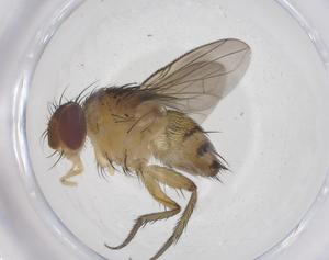  ( - CBG-B13182-F03)  @11 [ ] CreativeCommons - Attribution Share - Alike (2025) Centre for Biodiversity Genomics Centre for Biodiversity Genomics