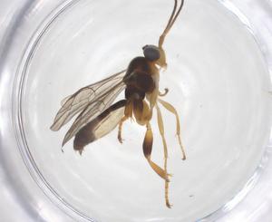  ( - CBG-B13182-H11)  @11 [ ] CreativeCommons - Attribution Share - Alike (2025) Centre for Biodiversity Genomics Centre for Biodiversity Genomics