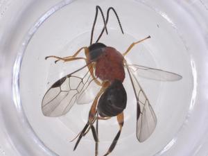  ( - CBG-B13184-F10)  @11 [ ] CreativeCommons - Attribution Share - Alike (2025) Centre for Biodiversity Genomics Centre for Biodiversity Genomics