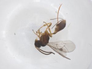  ( - CBG-B13185-B07)  @11 [ ] CreativeCommons - Attribution Share - Alike (2025) Centre for Biodiversity Genomics Centre for Biodiversity Genomics