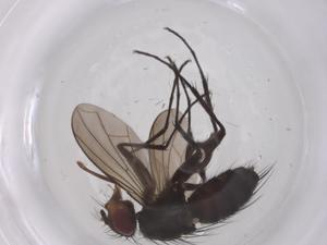  ( - CBG-B13219-A11)  @11 [ ] CreativeCommons - Attribution Share - Alike (2025) Centre for Biodiversity Genomics Centre for Biodiversity Genomics