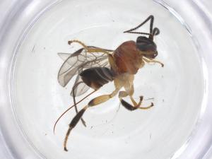  ( - CBG-B13225-H10)  @11 [ ] CreativeCommons - Attribution Share - Alike (2025) Centre for Biodiversity Genomics Centre for Biodiversity Genomics