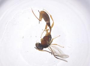  ( - CBG-B13226-D01)  @11 [ ] CreativeCommons - Attribution Share - Alike (2025) Centre for Biodiversity Genomics Centre for Biodiversity Genomics