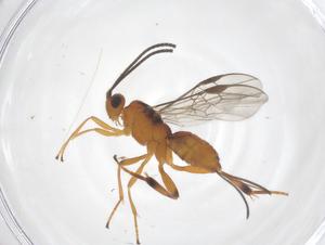  (Orgilus Malaise1750 - CBG-B13604-H09)  @11 [ ] CreativeCommons - Attribution Share - Alike (2025) Centre for Biodiversity Genomics Centre for Biodiversity Genomics