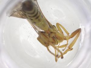  ( - CBG-B13639-D01)  @11 [ ] CreativeCommons - Attribution Share - Alike (2025) Centre for Biodiversity Genomics Centre for Biodiversity Genomics