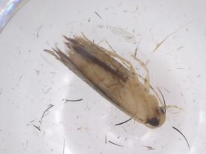  (gelMalaise01 Malaise6910 - CBG-B13644-E03)  @11 [ ] CreativeCommons - Attribution Share - Alike (2025) Centre for Biodiversity Genomics Centre for Biodiversity Genomics