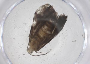  (tortMalaise01 Malaise3646 - CBG-B13646-F09)  @11 [ ] CreativeCommons - Attribution Share - Alike (2025) Centre for Biodiversity Genomics Centre for Biodiversity Genomics