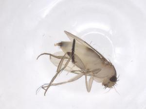  ( - CBG-B13689-G12)  @11 [ ] CreativeCommons - Attribution Share - Alike (2025) Centre for Biodiversity Genomics Centre for Biodiversity Genomics