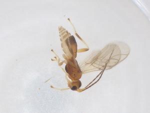  ( - CBG-B13711-B03)  @11 [ ] CreativeCommons - Attribution Share - Alike (2025) Centre for Biodiversity Genomics Centre for Biodiversity Genomics