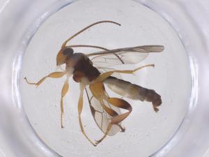  ( - CBG-B13755-D11)  @11 [ ] CreativeCommons - Attribution Share - Alike (2025) Centre for Biodiversity Genomics Centre for Biodiversity Genomics