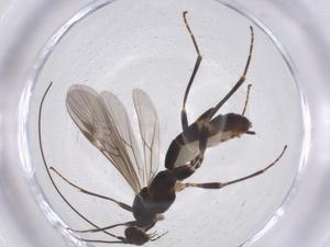  ( - CBG-B13755-F07)  @11 [ ] CreativeCommons - Attribution Share - Alike (2025) Centre for Biodiversity Genomics Centre for Biodiversity Genomics