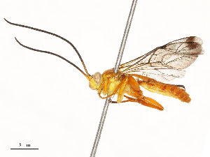  ( - CBG-B13781-B01)  @11 [ ] CreativeCommons - Attribution Share - Alike (2025) CBG Photography Group Centre for Biodiversity Genomics