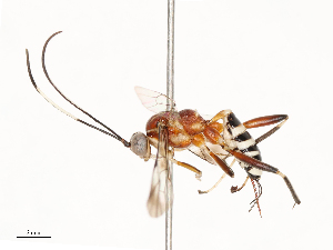  ( - CBG-B13781-C01)  @11 [ ] CreativeCommons - Attribution Share - Alike (2025) CBG Photography Group Centre for Biodiversity Genomics